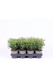 Thuja occidentalis Mr. Bowling Ball Ø11 10-15 cm