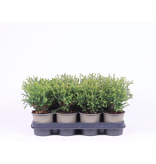 Thuja occidentalis Mr. Bowling Ball Ø11 10-15 cm