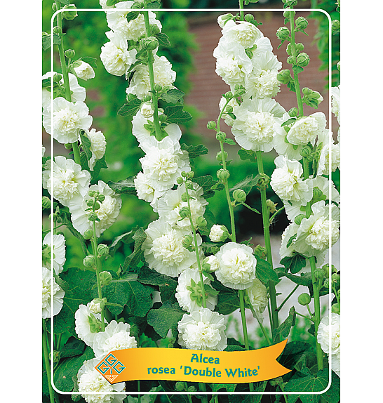 Alcea rosea flpl. Double White Ø11