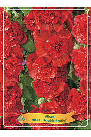Alcea rosea Double Scarlet Ø11