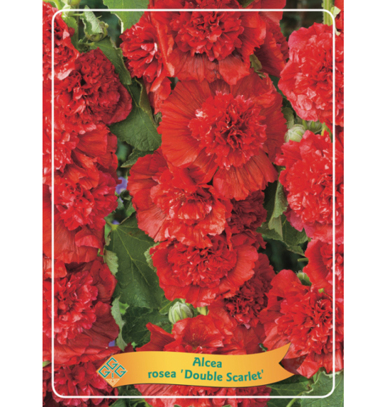 Alcea rosea Double Scarlet Ø11