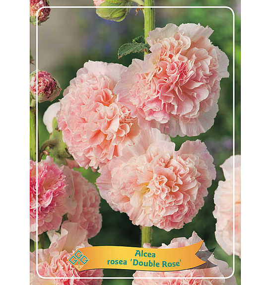 Alcea rosea Double Rose Ø11