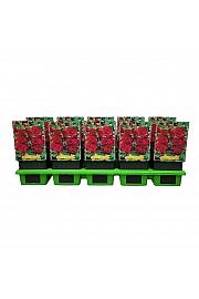 Alcea rosea Double Purple Ø11