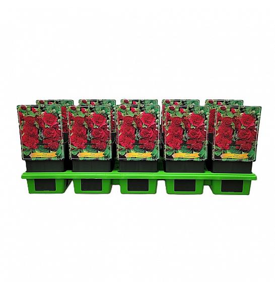 Alcea rosea Double Purple Ø11