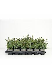 Thuja occidentalis Mr Bowling Ball Ø9