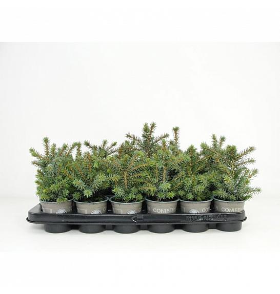 Thuja occidentalis Mr Bowling Ball Ø9