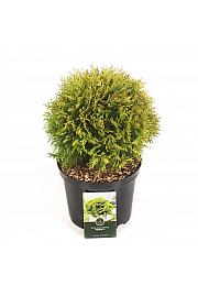 Thuja occidentalis Mirjam ᴾᴿ C5 Lit. 30-40 cm