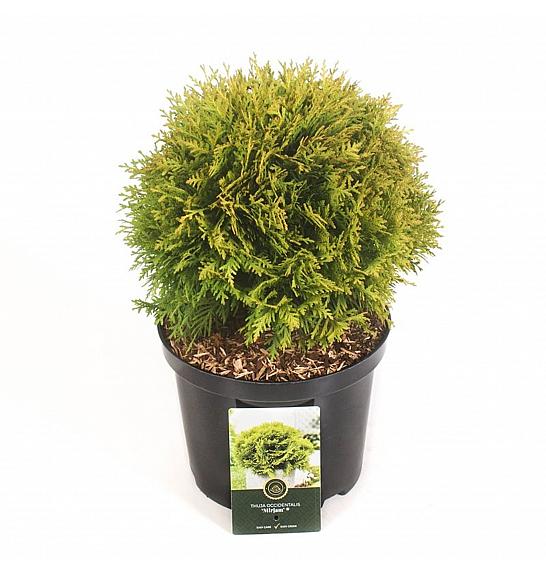 Thuja occidentalis Mirjam ᴾᴿ C5 Lit. 30-40 cm
