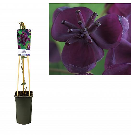 Akebia quinata C2,5 Lit. 40-60 cm