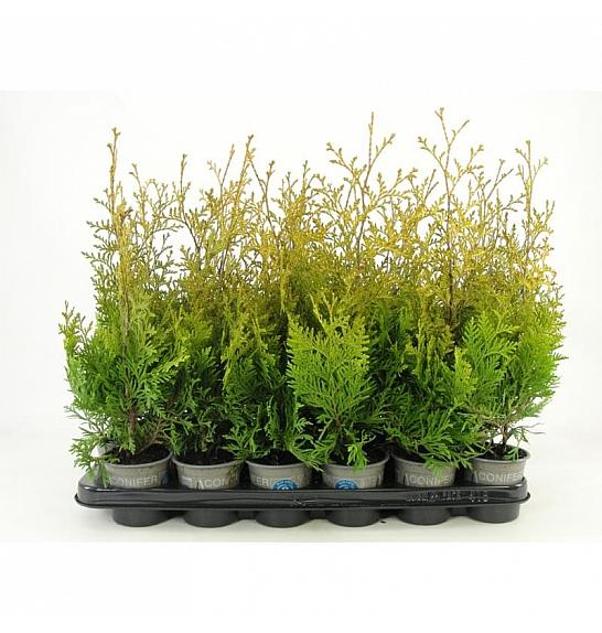 Thuja occidentalis Holmstrup Ø9