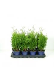 Thuja occidentalis Holmstrup C1 Lit. 20-30 cm