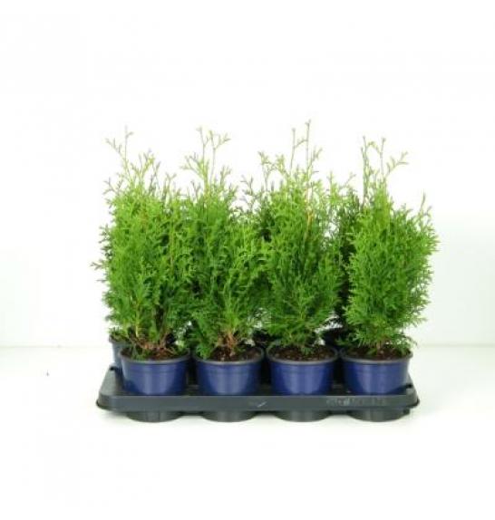 Thuja occidentalis Holmstrup C1 Lit. 20-30 cm