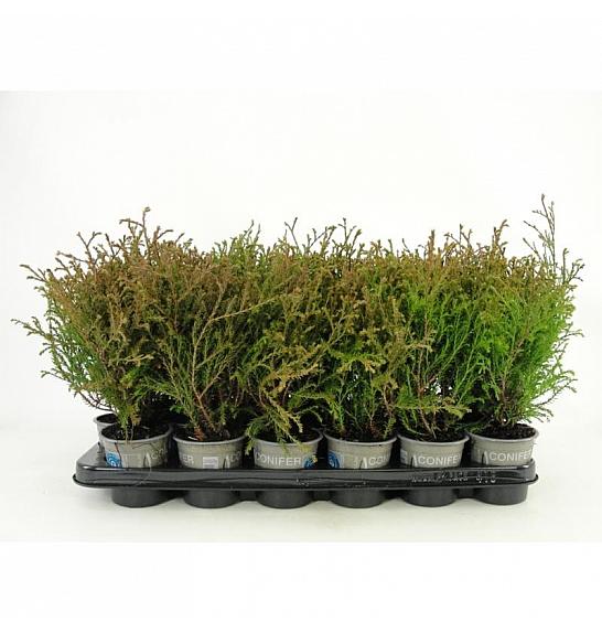 Thuja occidentalis Harvest Moon Ø9