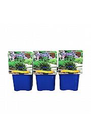Agapanthus Wolga C5 Lit.