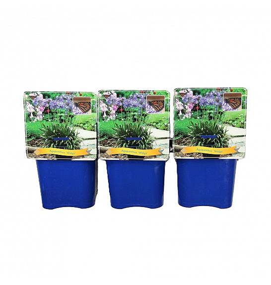 Agapanthus Wolga C5 Lit.