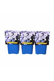 Agapanthus Rotterdam C5 Lit.