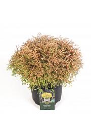 Thuja occidentalis Zlatni čuperak C5 Lit. 30-40 cm