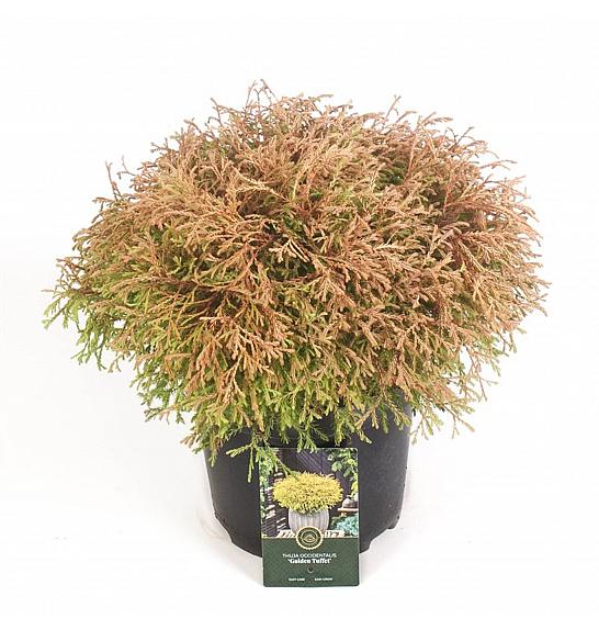 Thuja occidentalis Zlatni čuperak C5 Lit. 30-40 cm