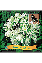 Agapanthus Polar ice C5 Lit.
