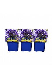 Agapanthus Monique C5 Lit.