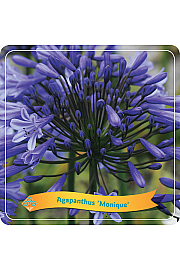 Agapanthus Monique C5 Lit.