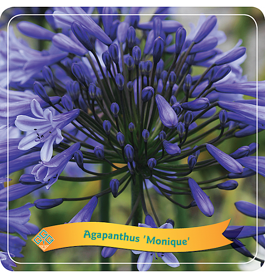 Agapanthus Monique C5 Lit.