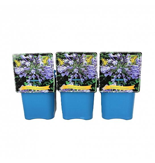 Agapanthus Intermedius C5 Lit.