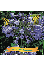 Agapanthus Intermedius C5 Lit.