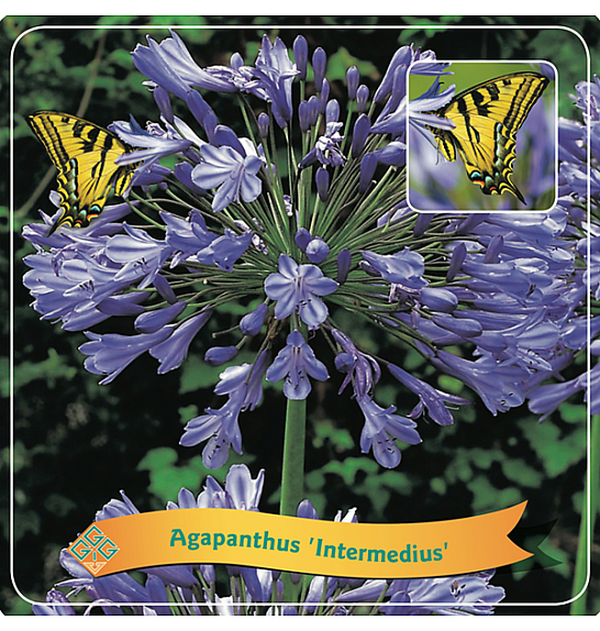 Agapanthus Intermedius C5 Lit.