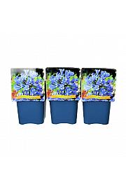 Agapanthus Blue Umbrella C5 Lit.