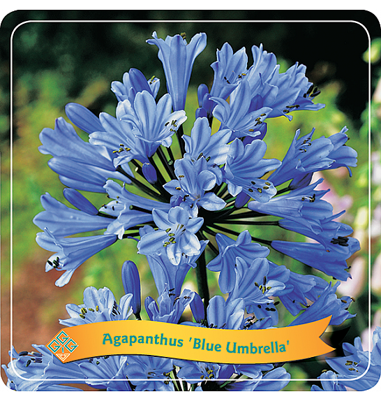 Agapanthus Blue Umbrella C5 Lit.