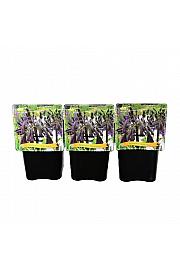 Agapanthus Black Magic C5 Lit.