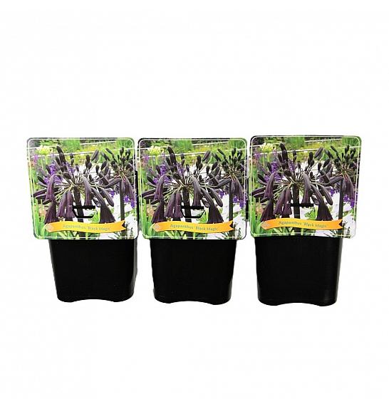 Agapanthus Black Magic C5 Lit.