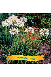 Agapanthus Albus C5 Lit.