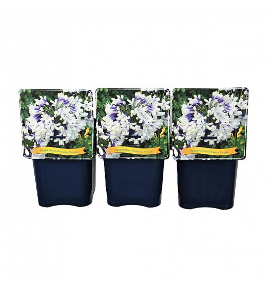 Agapanthus africanus Twister C5 Lit.