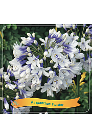 Agapanthus africanus Twister C5 Lit.