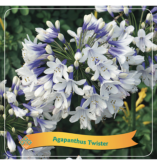 Agapanthus africanus Twister C5 Lit.