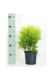 Thuja occidentalis Golden Globe Ø15 20-30 cm