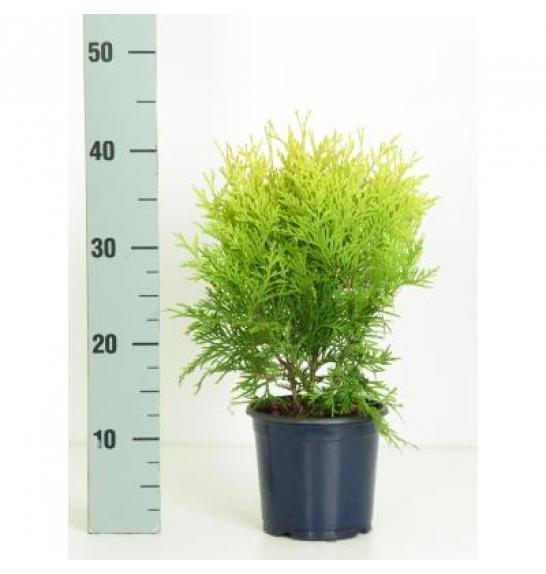 Thuja occidentalis Golden Globe Ø15 20-30 cm
