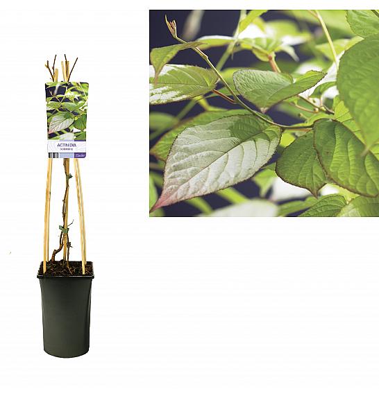 Actinidia colomikta C2,5 Lit. 40-60 cm