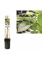 Actinidia kolomikta C2,5 Lit. 40-60 cm