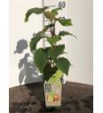 Actinidia delicosa Jenny C2 Lit. 40-60 cm BIO