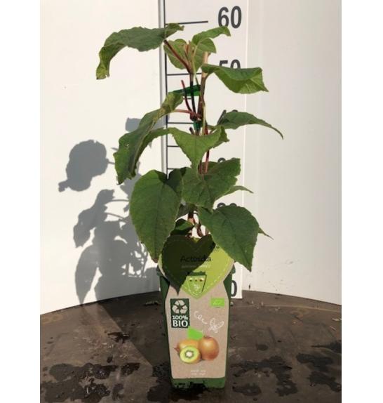 Actinidia delicosa Jenny C2 Lit. 40-60 cm BIO