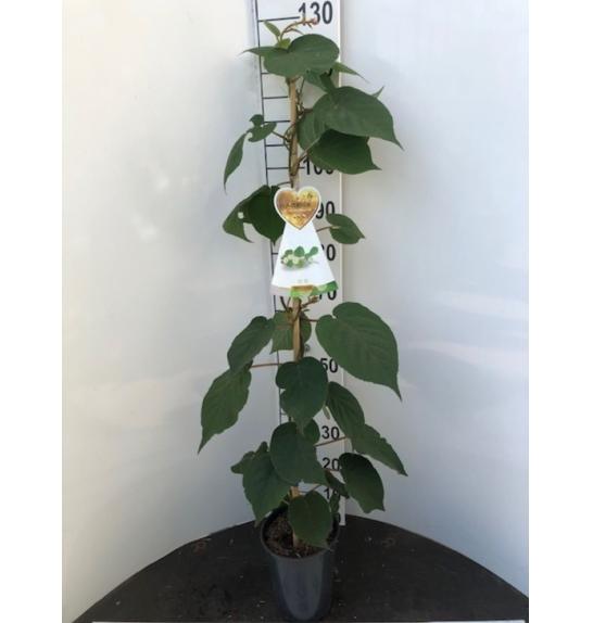 Actinidia deliciosa Matua C4 Lit. 100-120 cm