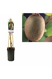 Actinidia deliciosa Jenny C2,5 Lit. 40-60 cm