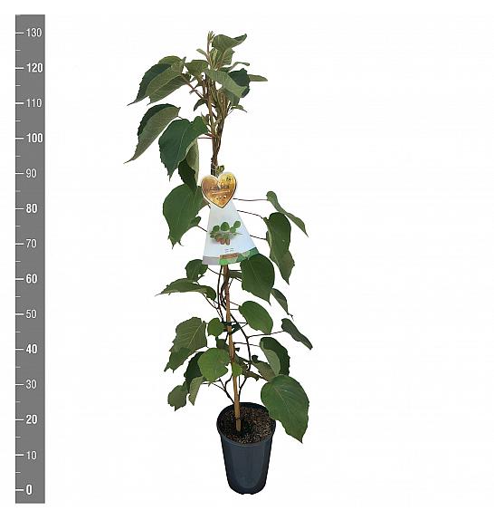 Actinidia deliciosa Hayward C4 Lit. 100-120 cm