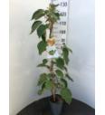 Actinidia deliciosa Hayward C4 Lit. 100-120 cm (108154)