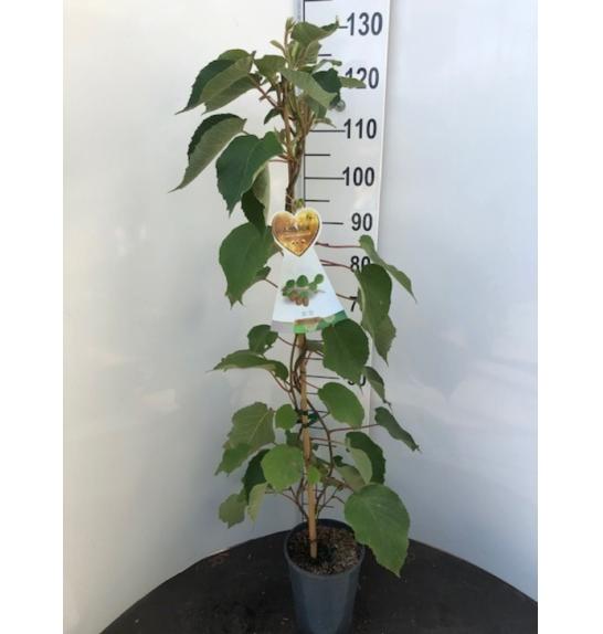 Actinidia deliciosa Hayward C4 Lit. 100-120 cm (108154)