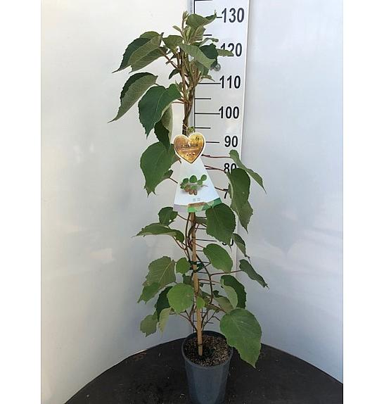 Actinidia deliciosa Hayward C4 Lit. 100-120 cm