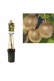 Actinidia deliciosa Hayward C2,5 Lit. 40-60 cm